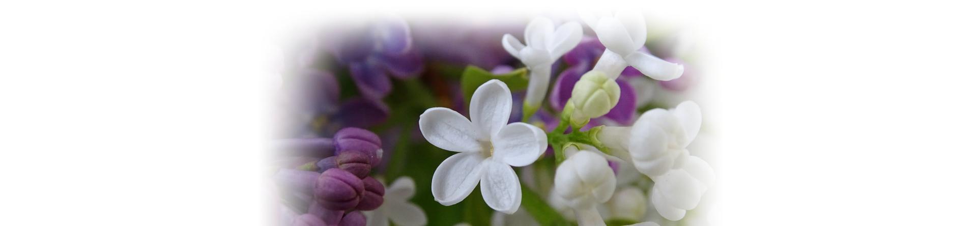 białe i fioletowe kwiaty w stopce